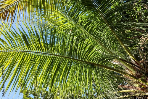 palm tree on background of blue sky