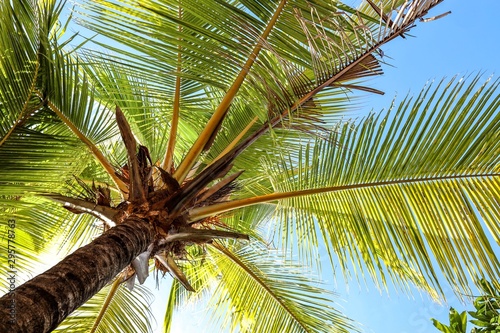 palm tree on background of blue sky © Garuda