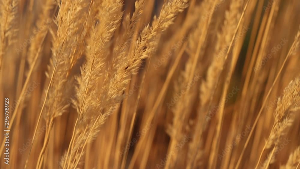Pan down over backlit yellow grasses moving in a breeze slow motion 120 fps Pan down over backlit yellow grasses moving in a breeze slow motion 120 fps