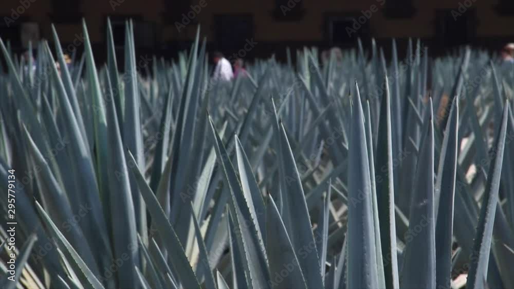blue agave close up, people walking in the back blue agave close up, people walking in the back