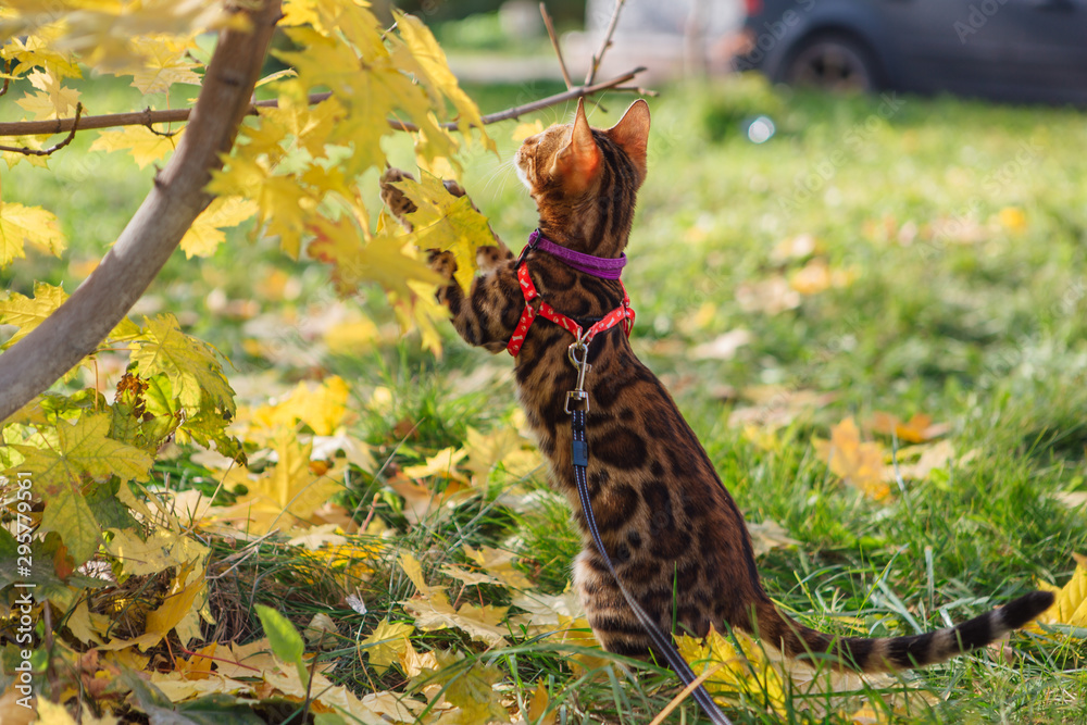 Cute little bengal kitty walking on the fallen yellow maple leaves Cute little bengal kitty walking on the fallen yellow maple leaves
