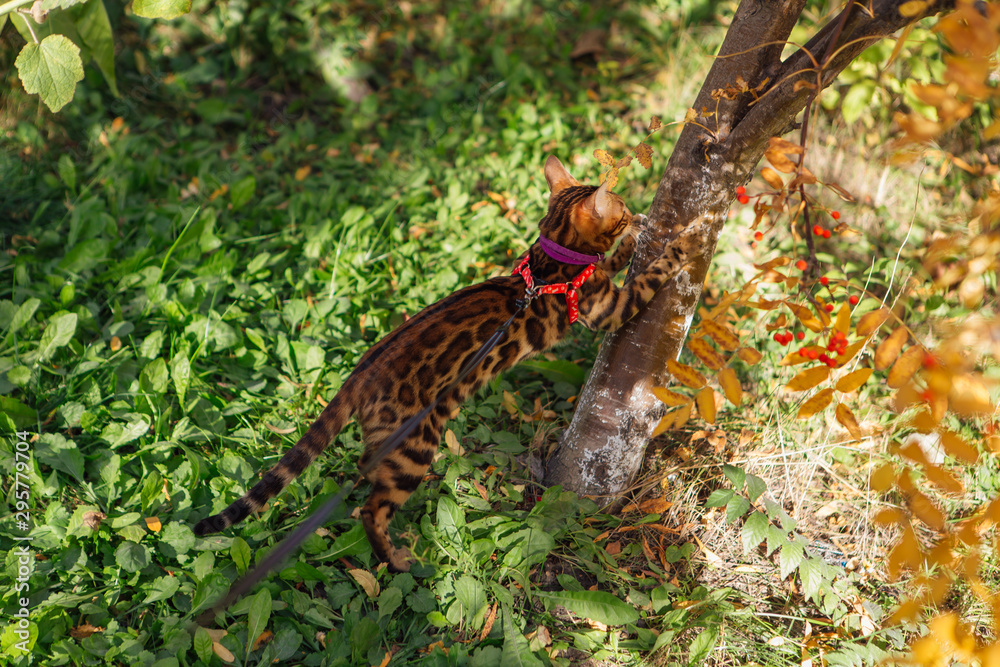 Cute little bengal kitty cat walking outdoors close to the rowan tree Cute little bengal kitty cat walking outdoors close to the rowan tree