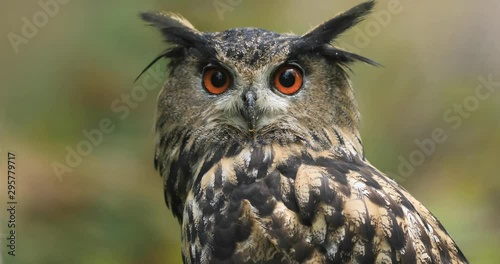 Portrait of a Eurasian Eagle-Owl in the forest