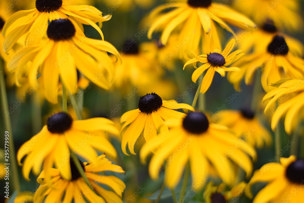 Blühende Rudbeckien (Rudbeckia) Blühende Rudbeckien (Rudbeckia)