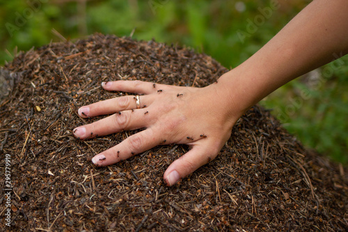 Woman hand lies in the anthill and ants running around on it. A plenty of ants on a female hand on a green background