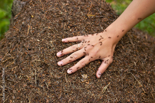 Woman hand lies in the anthill and ants running around on it. A plenty of ants on a female hand on a green background