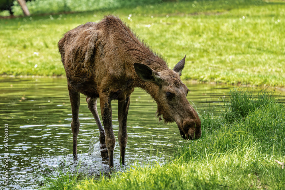 European Moose, Alces alces, also known as the elk European Moose, Alces alces, also known as the elk
