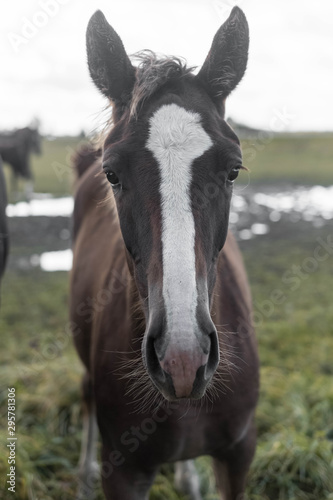 flock of brown horses in the field. portrait of horse. horse and her foal.