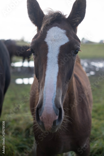 flock of brown horses in the field. portrait of horse. horse and her foal.