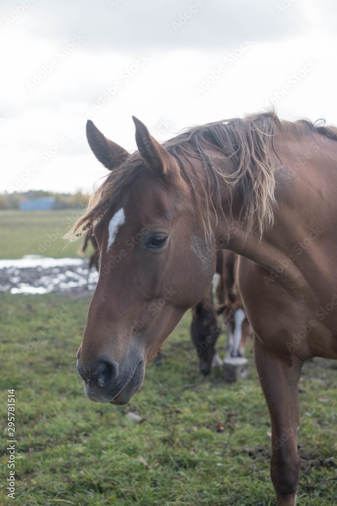 flock of brown horses in the field. portrait of horse. horse and her foal. flock of brown horses in the field. portrait of horse. horse and her foal.