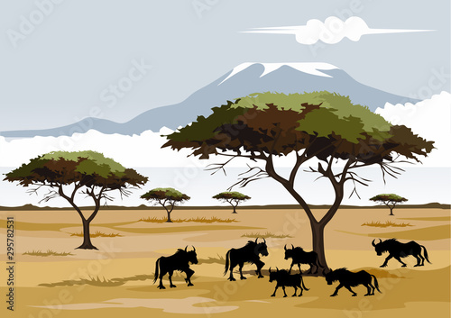 savana on africa for background and image illustartion