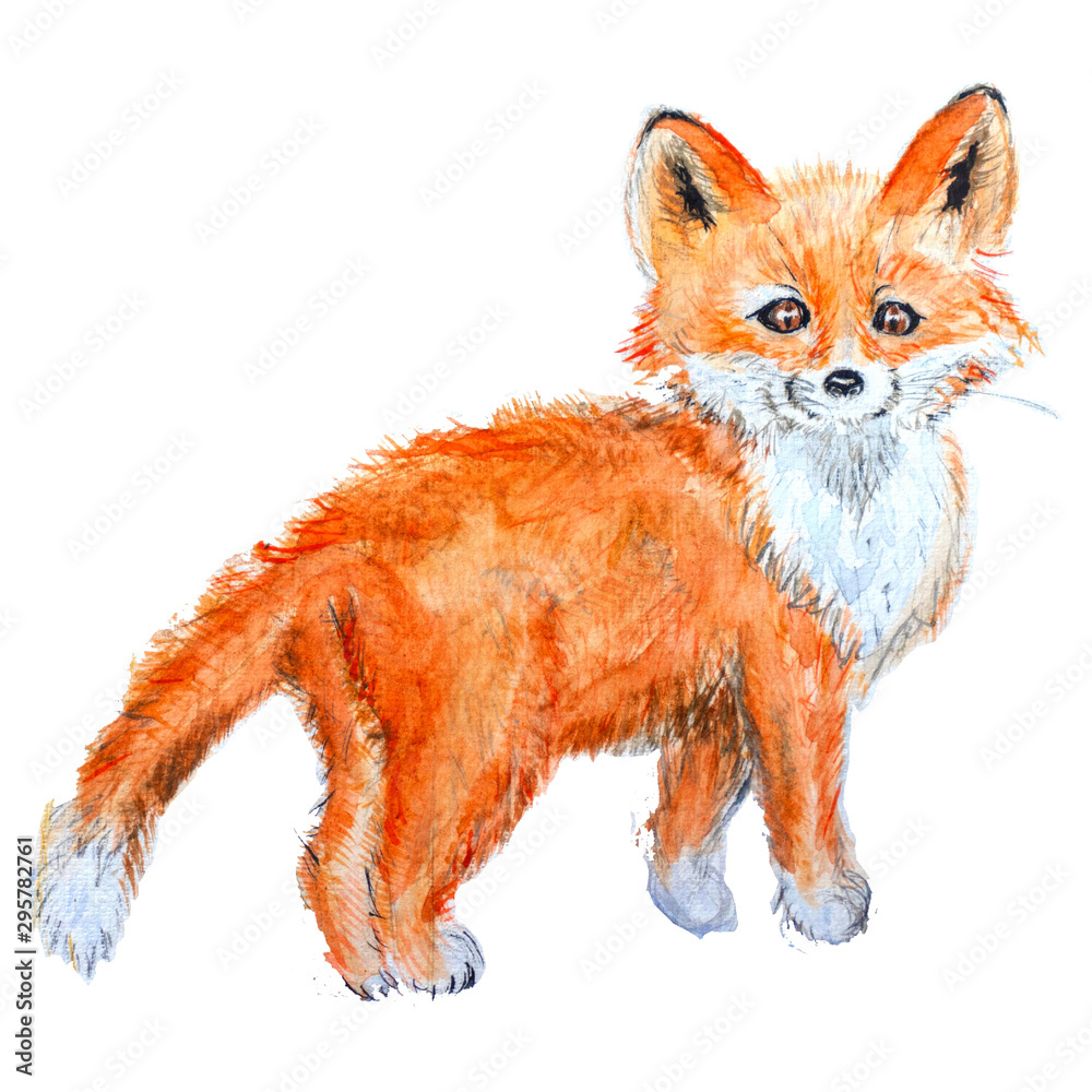 Obraz premium red fox isolated on white background