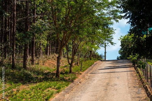 Lane Lined with Tall Trees with Blind Rise