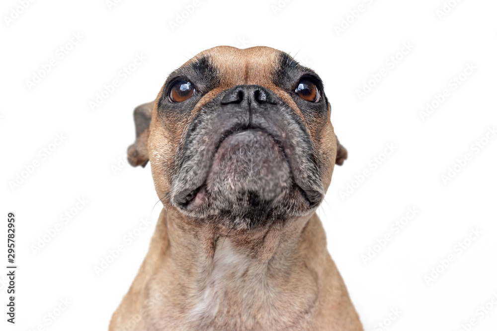 Portrait of a brown French Bulldog with comical facial expression on white background 