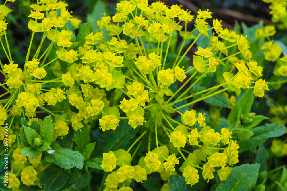 Golden alyssum Aurinia saxatilis yellow flowers in full bloom during spring time, out of focus Golden alyssum Aurinia saxatilis yellow flowers in full bloom during spring time, out of focus