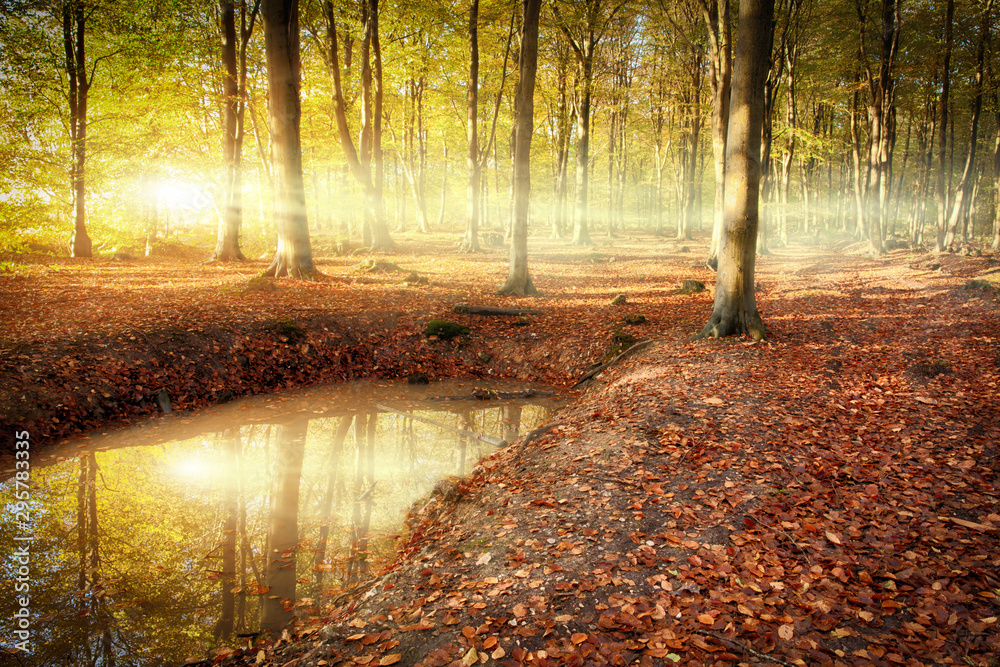 Autumn forest sunrise with pond reflection - obrazy, fototapety, plakaty 