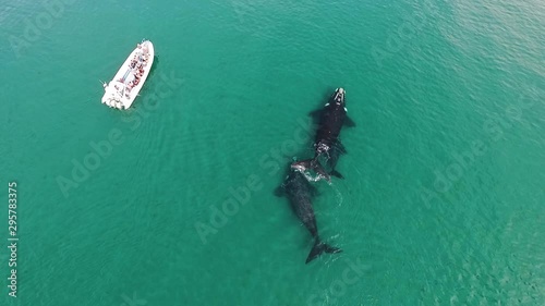 Whale watching tour in peninsula valdes patagonia argentina drone shot birdeye