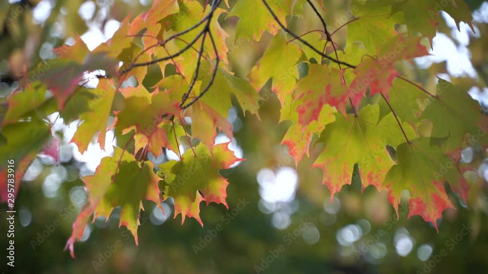 Autumn forest beauty. Beautiful natural green sunshine bokeh background. Blurry fresh summer foliage of maple trees in backlight of sunset cozy shining sun with sunflares and sunbeams. Autumn forest beauty. Beautiful natural green sunshine bokeh background. Blurry fresh summer foliage of maple trees in backlight of sunset cozy shining sun with sunflares and sunbeams.