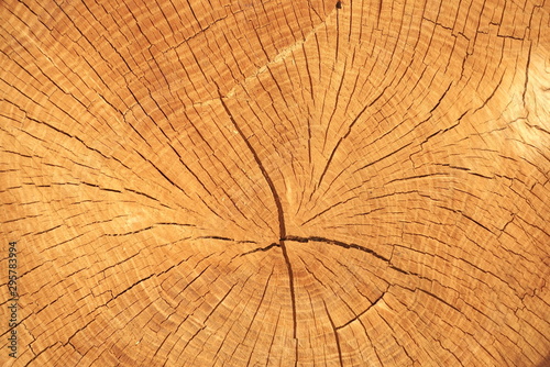 Wood Texture Of Cut Tree Trunk