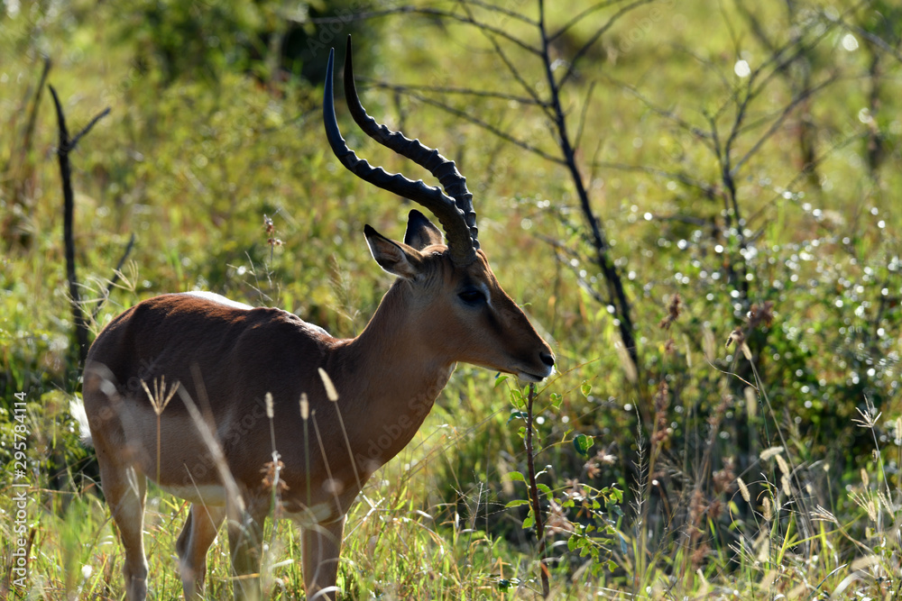 Naklejka premium south african antelopes on table mountain