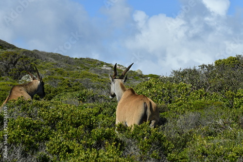 south african antelopes on table mountain
