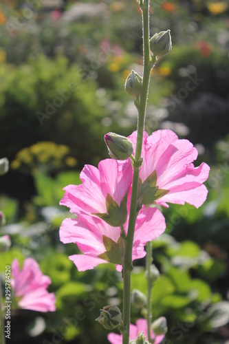 pink flower in the garden
