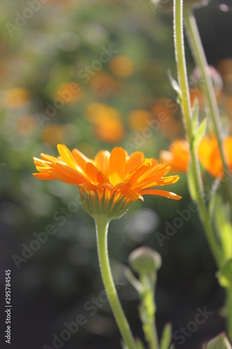 yellow flower
