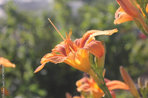 orange lily flower