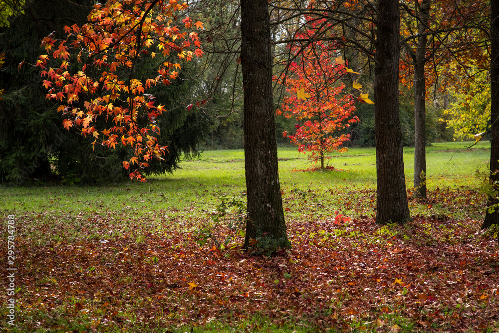 un parc automnal. Des arbres dans un jardin public en automne. Des arbres automnaux dans un parc public.