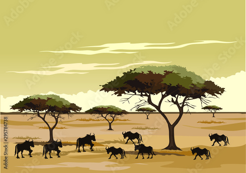 savana on africa for background and image illustartion