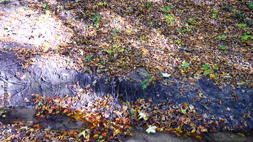 Stream in the woods. Autumn forest.