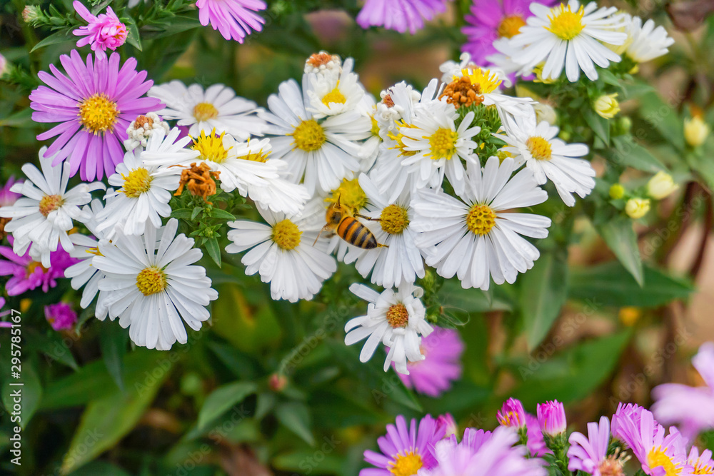 A bee on a chrysanthemum extracts nectar to make sweet honey. A bee on a chrysanthemum extracts nectar to make sweet honey.
