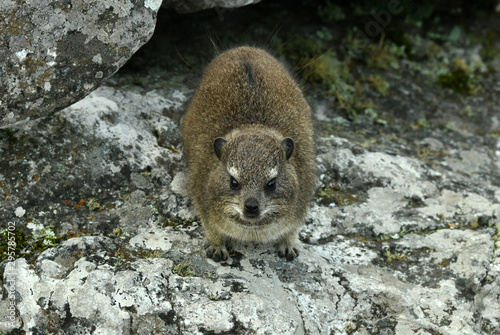 south african capan dams on table mountain
