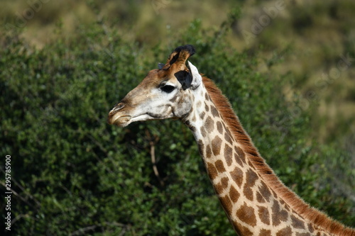 south african giraffes in a national park