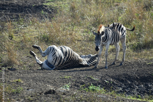 South African zebras in a national park