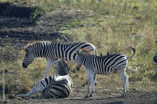South African zebras in a national park