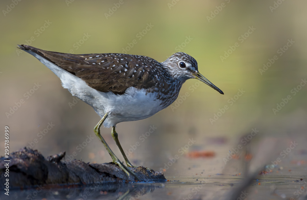 Green Sandpiper stands on wooden barrel in water pond