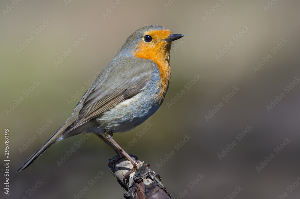 Adult European robin stands on top of small stick of wood in sunny day