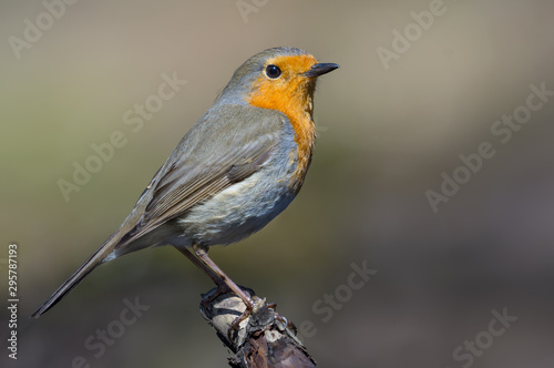 Adult European robin stands on top of small stick of wood in sunny day