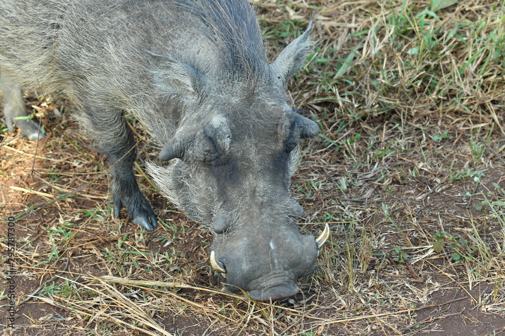 south african rhinoceros in national park south african rhinoceros in national park
