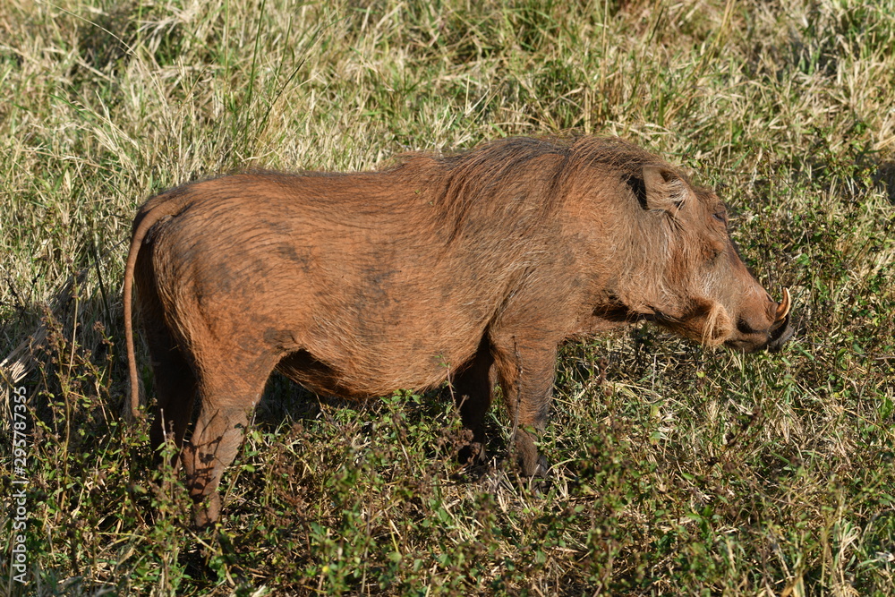 south african rhinoceros in national park south african rhinoceros in national park