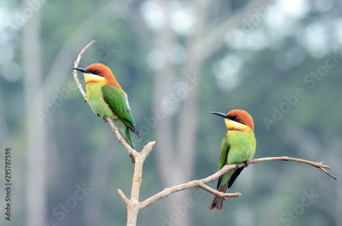 Green, Orange Bird, Chestnut headed Bee-eater on a branch in nature photo