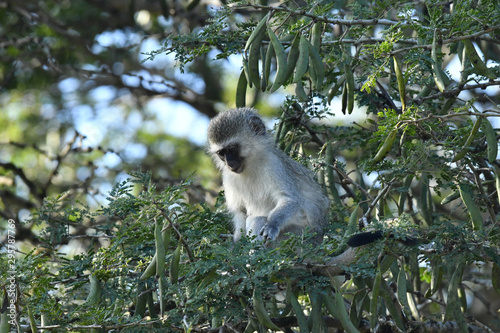 south african monkeys in national park