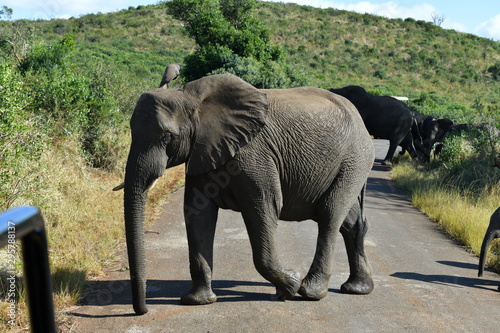 South African elephants in a national park