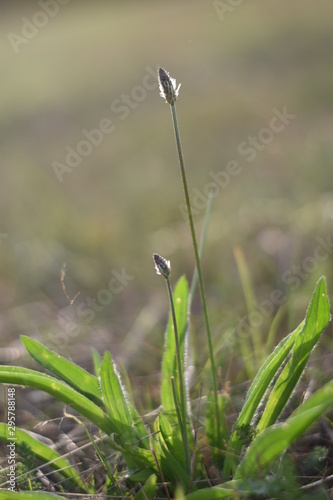 Wildblumenwiese © summersum