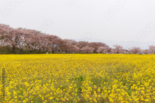 満開の菜の花畑