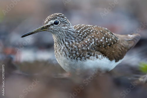 Green Sandpiper close posing for a portrait on forest ground
