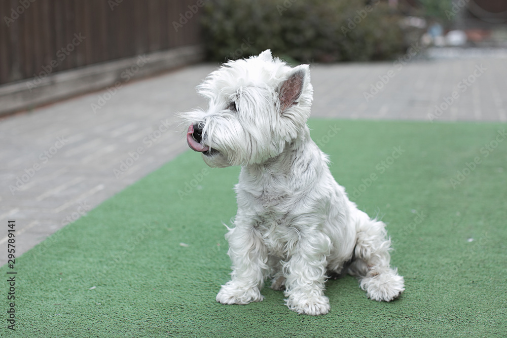 white cute little dog white cute little dog