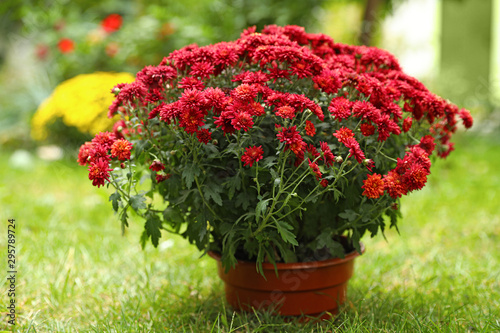 Beautiful red chrysanthemum flowers in pot outdoors