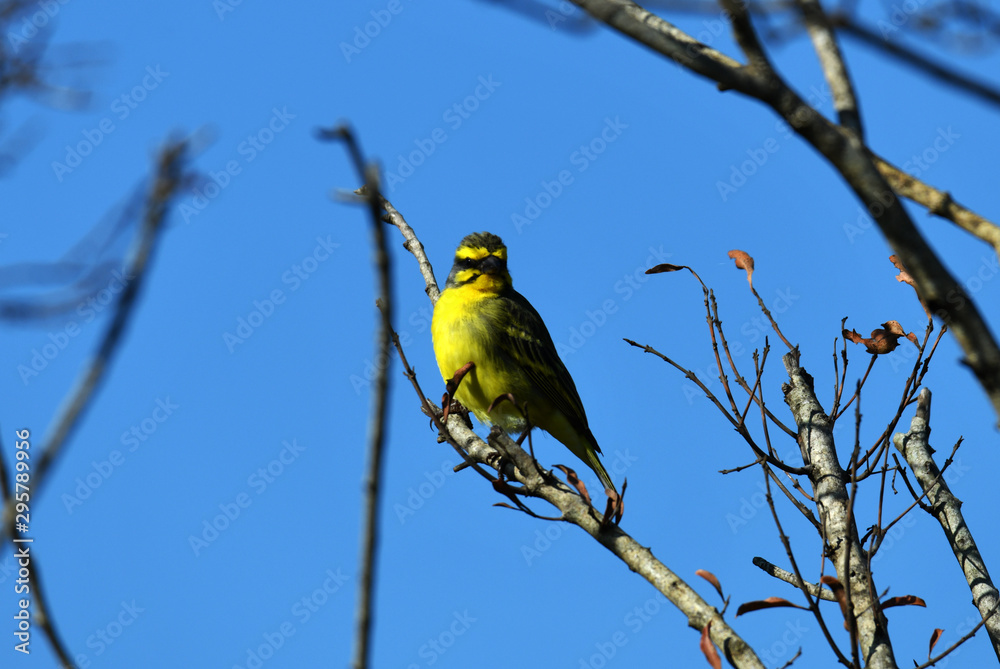 Obraz premium South African bird in natural conditions